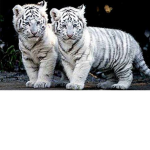 the group of white tigers