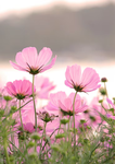 Sunflower_sunday_lovesyiu