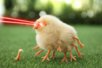 Chickeny chicks