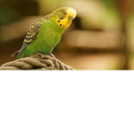 the amazing parrots