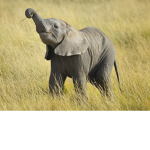 comfy elephants