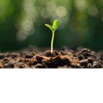 The epic plants