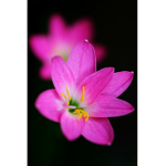 catalina flower