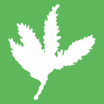 Sequoia