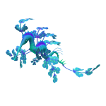 Leafy Seadragon