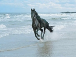 Horse Crazy Fan