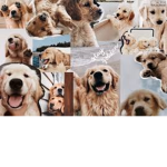 Doggy-club
