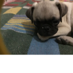 Pugs love :3