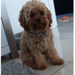 Millie Moo Fan Group