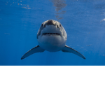 Sharks gang for life