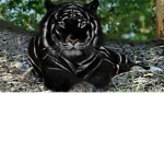 black tiger