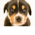 If you like doggos join my group