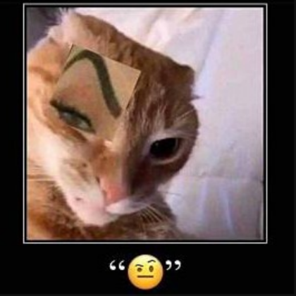 Sus cat Roblox decal