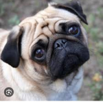 Pugs are da cutest
