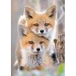 Foxies Salon