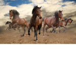 ~{The Royal Riders}~