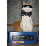 ~Sassy Cats~