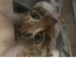 Love cat <3