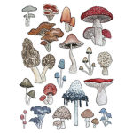 Mushrooms<3!
