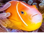 BIG fisH Inc Military