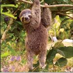 sloths are famous!
