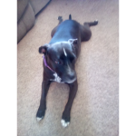 PAY PAY'S PUPPY CLUB!!!