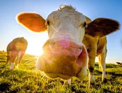 Cow Fans United Roblox group icon