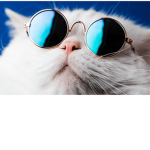Sunglass cat
