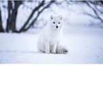 Artic fox hangout