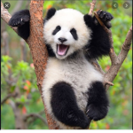 Panda’s for the life