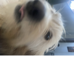 Piper’s Fan Group