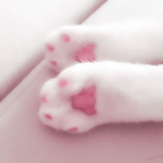 Proud Paws