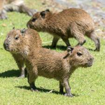 Official Capybara Group