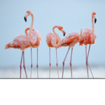 MangoFlamango squad