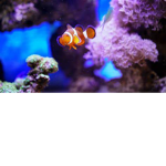 -The fish gang-