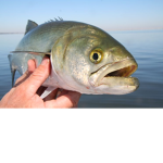 Fishing For Life!!!!!!!!!!!!