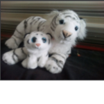 White tiger squad
