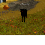 I love black wolves