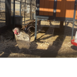Super Chicken army