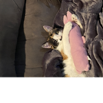 Be in my vibing_cats123 group