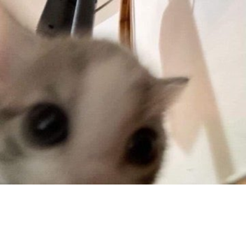 Just a Baseplate! [VoiceChat!!!!]