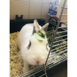 MY BUNNY IS SOOO CUTE