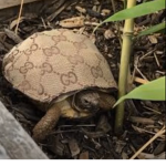 Turtle Memes Studio