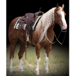 The best Horseys