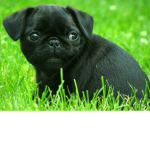 Pug spuad