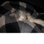 Lovecats2936