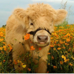 Calves!