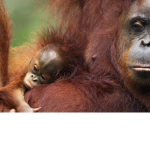 Save The Orangutans They Are In Danger