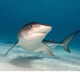 Kill sharks