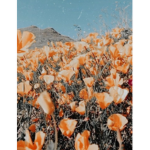 +~*~+